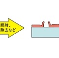 フジツボ構造の形成プロセス