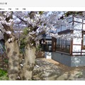 弘前公園の桜