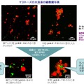 マヨネーズの水溶液の顕微鏡写真