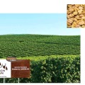 イパネマ農園とパルプドナチュラル製法のコーヒー生豆