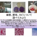 テーマ「細菌、酵母、カビについて調べてみよう」