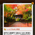 ユーザー同士で紅葉の写真や情報を共有できる