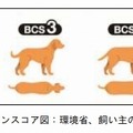 5段階によるボディコンディションスコア図