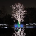 京都府立植物園、夜間開室とイルミネーション開催