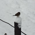 首都圏の雪（2月8～9日）