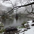 雪の東京（日比谷公園、2月14日昼）