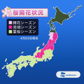 4月22日時点の桜開花状況