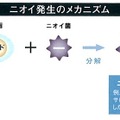 ニオイ発生のメカニズム