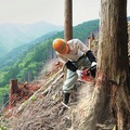 和歌山の社有林