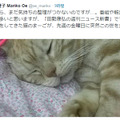 大江アナ、マスコット猫「まーご」訃報に「私たち番組スタッフの心の支えでした」