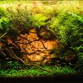 Beautiful Aquascape