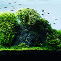 Beautiful Aquascape