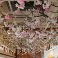 桜満開のスタバが出現！ 上野公園内にひと足早い春 画像