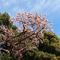 スターバックスコーヒー「上野恩賜公園店」店舗横に咲いていた寒桜（カンザクラ）