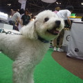 Interpets 2014会場風景