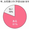 今年、花見に行く予定がありますか？