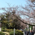 千鳥ヶ淵緑道の桜