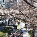 千鳥ヶ淵緑道の桜