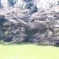 千鳥ヶ淵緑道の桜