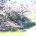 千鳥ヶ淵緑道の桜