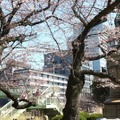 千鳥ヶ淵緑道の桜