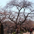 千鳥ヶ淵緑道の桜