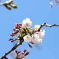 千鳥ヶ淵緑道の桜