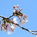 千鳥ヶ淵緑道の桜