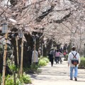 千鳥ヶ淵緑道の桜