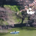 千鳥ヶ淵緑道の桜