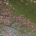 千鳥ヶ淵緑道の桜