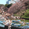 千鳥ヶ淵緑道の桜