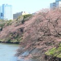 千鳥ヶ淵緑道の桜