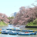 千鳥ヶ淵緑道の桜