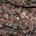 千鳥ヶ淵緑道の桜