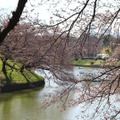 千鳥ヶ淵緑道の桜