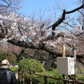 千鳥ヶ淵緑道の桜