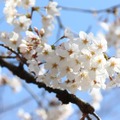 千鳥ヶ淵緑道の桜