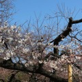 千鳥ヶ淵緑道の桜