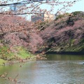 千鳥ヶ淵緑道の桜