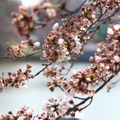 千鳥ヶ淵緑道の桜