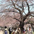 千鳥ヶ淵緑道の桜