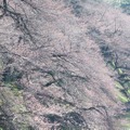 27日時点の千鳥ヶ淵緑道の桜