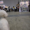 【Interpets 2015 Vol.31】にぎわう会場を動画でチェックする