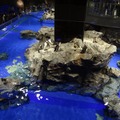 2013年5月撮影：ソラマチ内の「すみだ水族館」