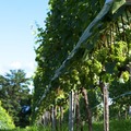 【視点】葡萄農場に気象センサーを設置！山梨県・三澤農場のワインづくり 画像