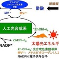 二酸化炭素を出発物質としたエタノール生産のための人工光合成技術