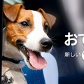 房総半島で愛犬と楽しい体験が楽しめるおでかけプラン「おでか犬」