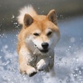 房総半島で愛犬と楽しい体験が楽しめるおでかけプラン「おでか犬」