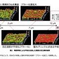 理化学研究所と東京都市大学の発表資料より